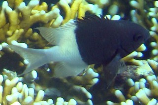 Chromis dimidiata - Zweifarb-Schwalbenschwanz (Trauermantel-Chromis, Zweifarben-Schwalbenschwanz, Indischer Zweifarben-Chromis)